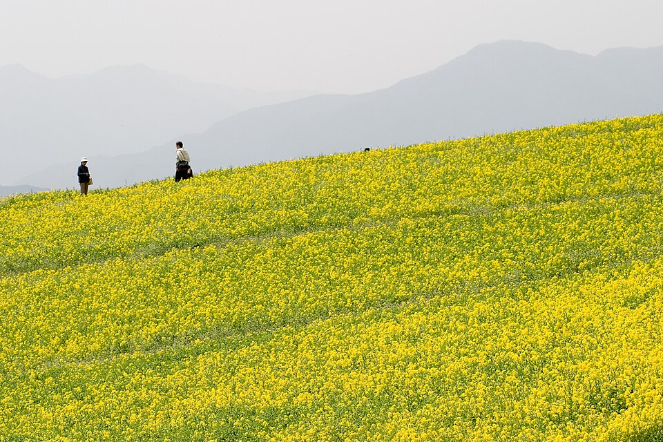 스이하 고원