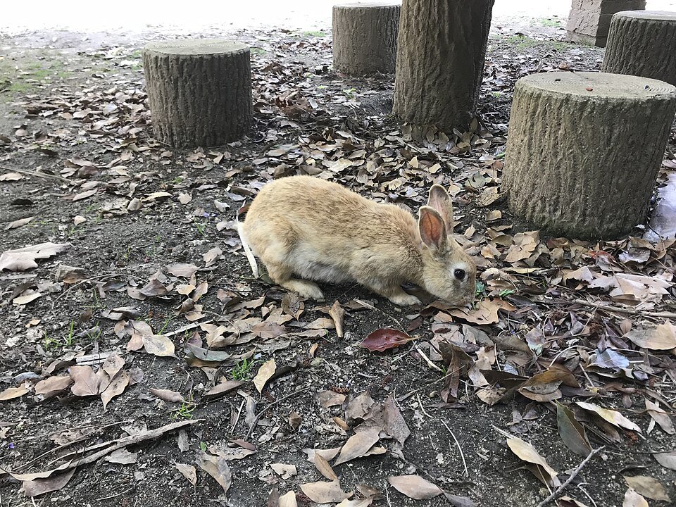 Okunoshima (Rabbit Island)