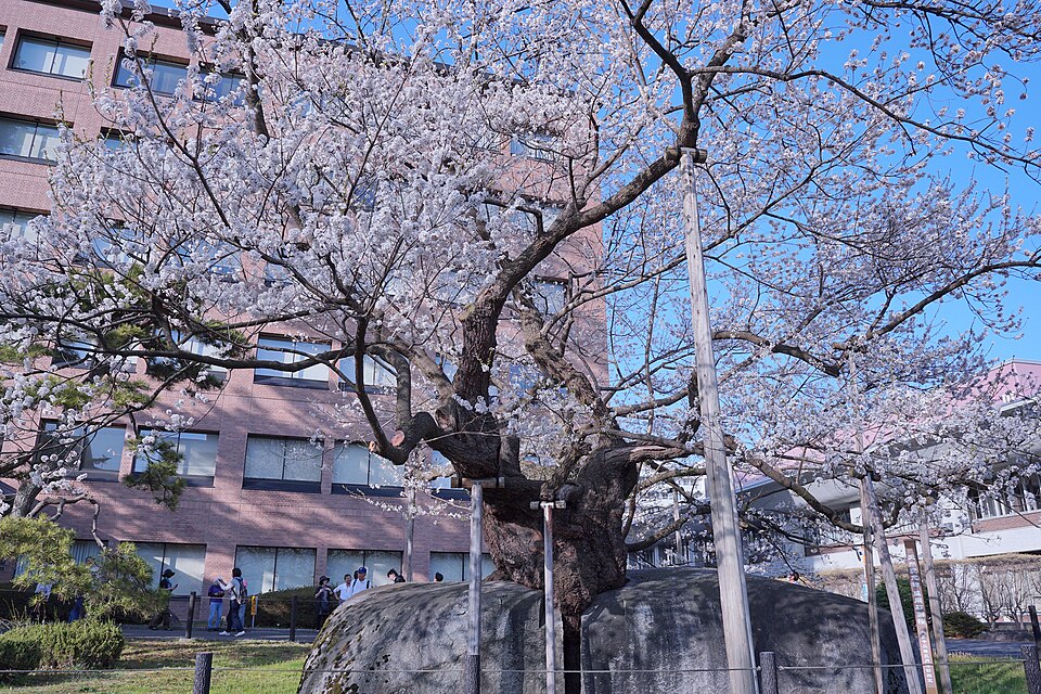 Ishiwari-zakura (cerezo que parte la roca)