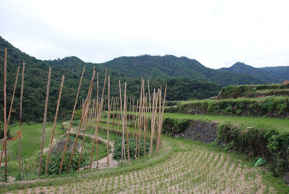 Rizières en terrasses de Nakayama Senmaida