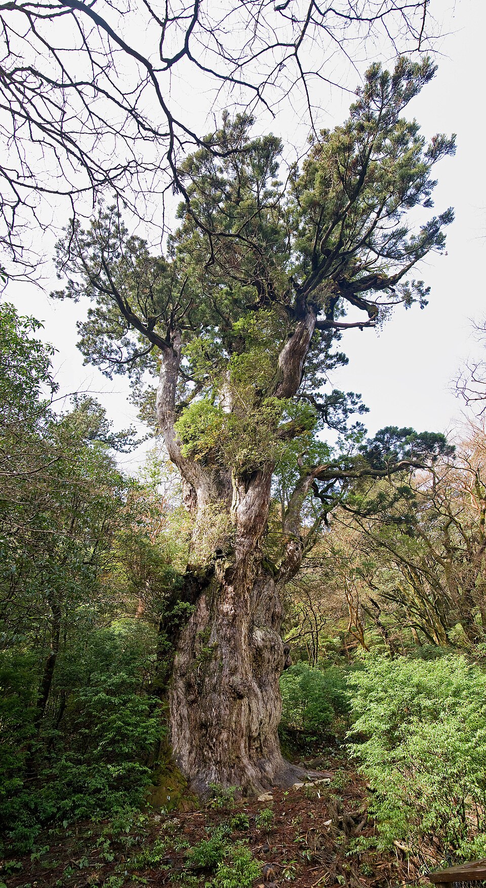 Jomon Sugi (Yakushima)