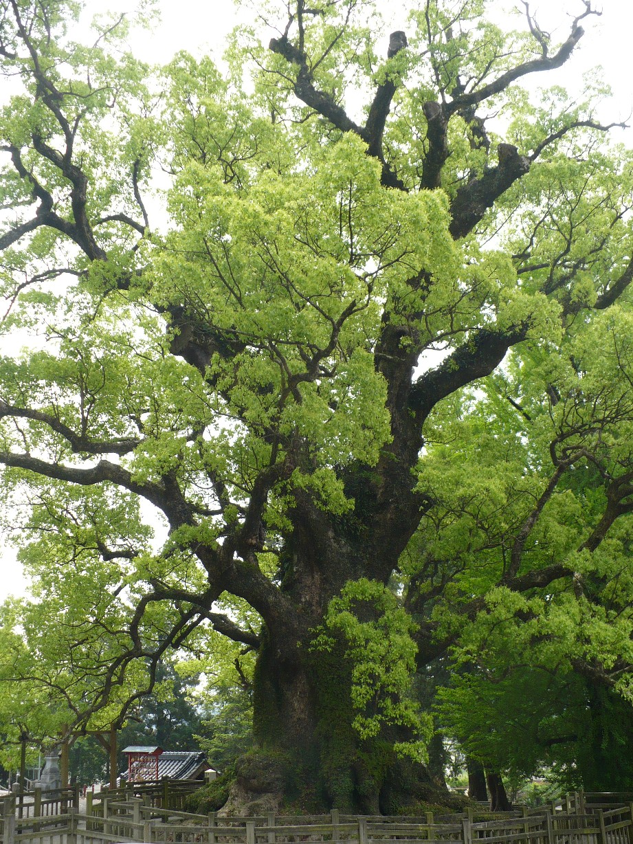Kamo Great Camphor Tree & Kamo Fumoto