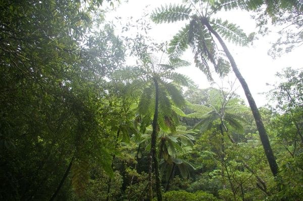 Bosque primario de Kinsakubaru (Amami-Oshima)