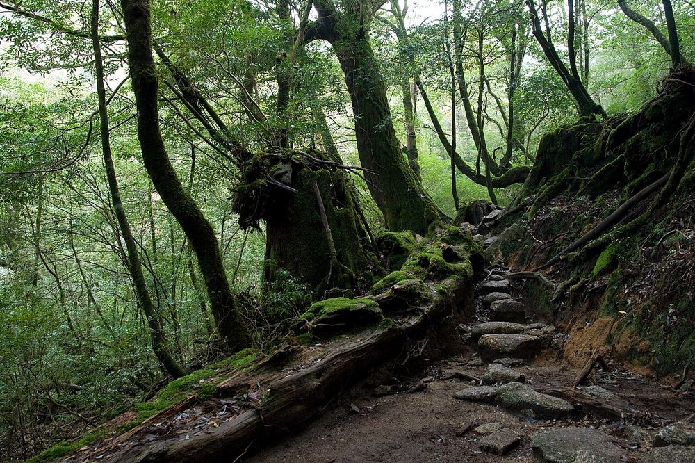 Shiratani Unsuikyo (Yakushima)