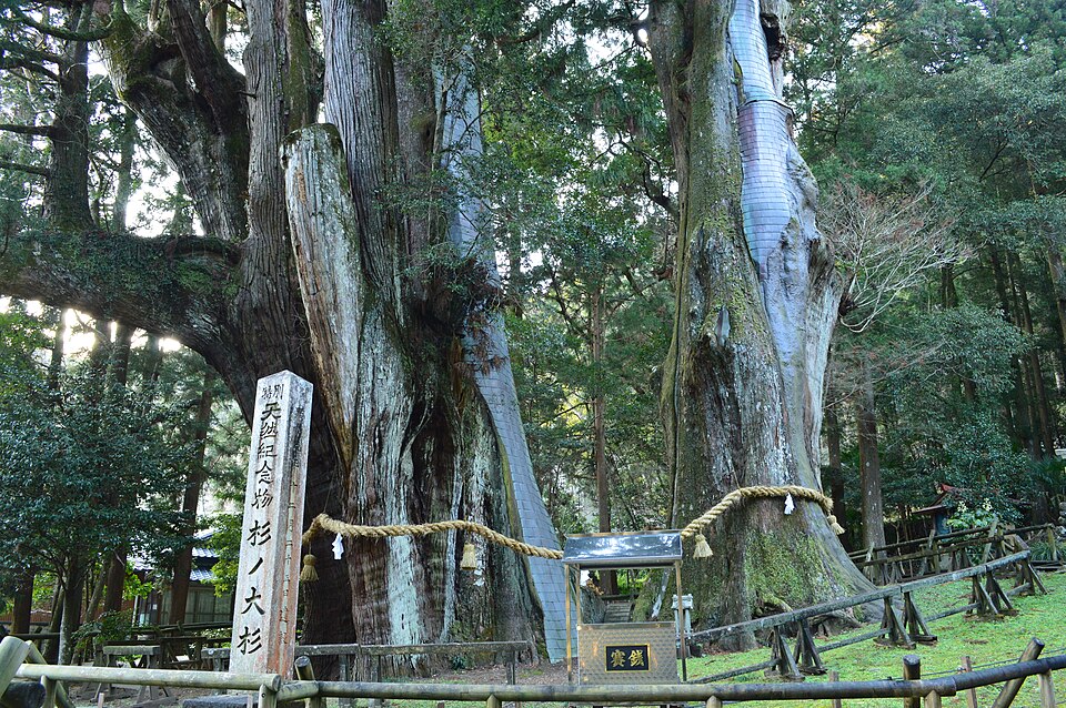 Great Cedars of Sugi
