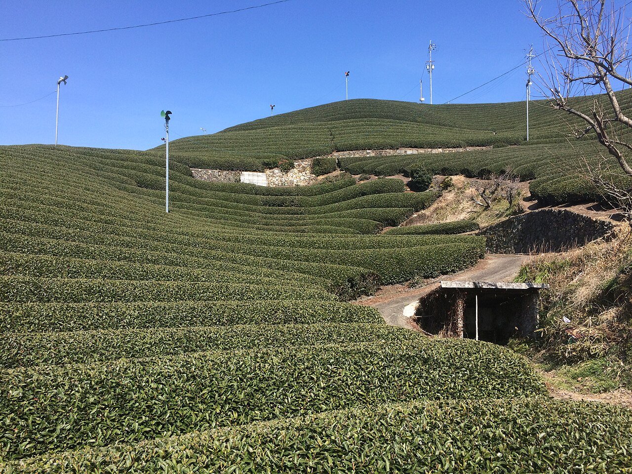 Campos de té de Wazuka