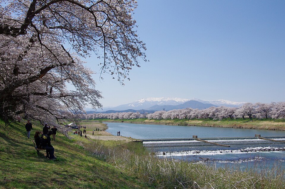 Shiroishi River Hitome Senbon-zakura