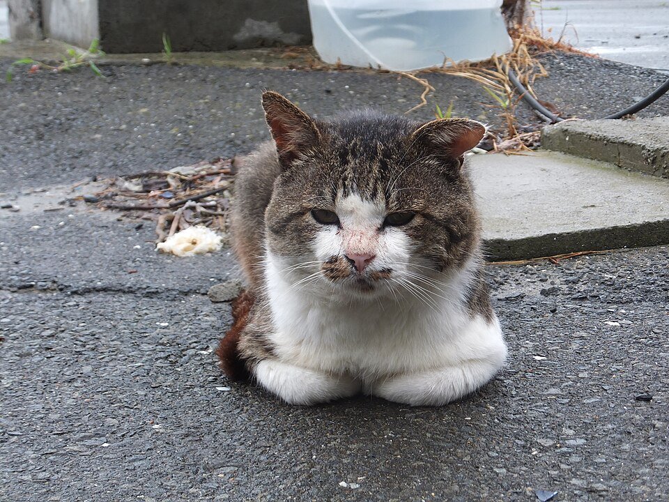 Tashirojima (la isla de los gatos)