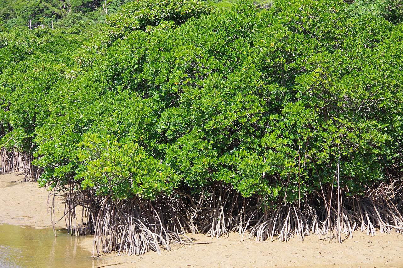 Gesashi Bay Mangrove Forest (Higashi Fureai Hirugi Park)
