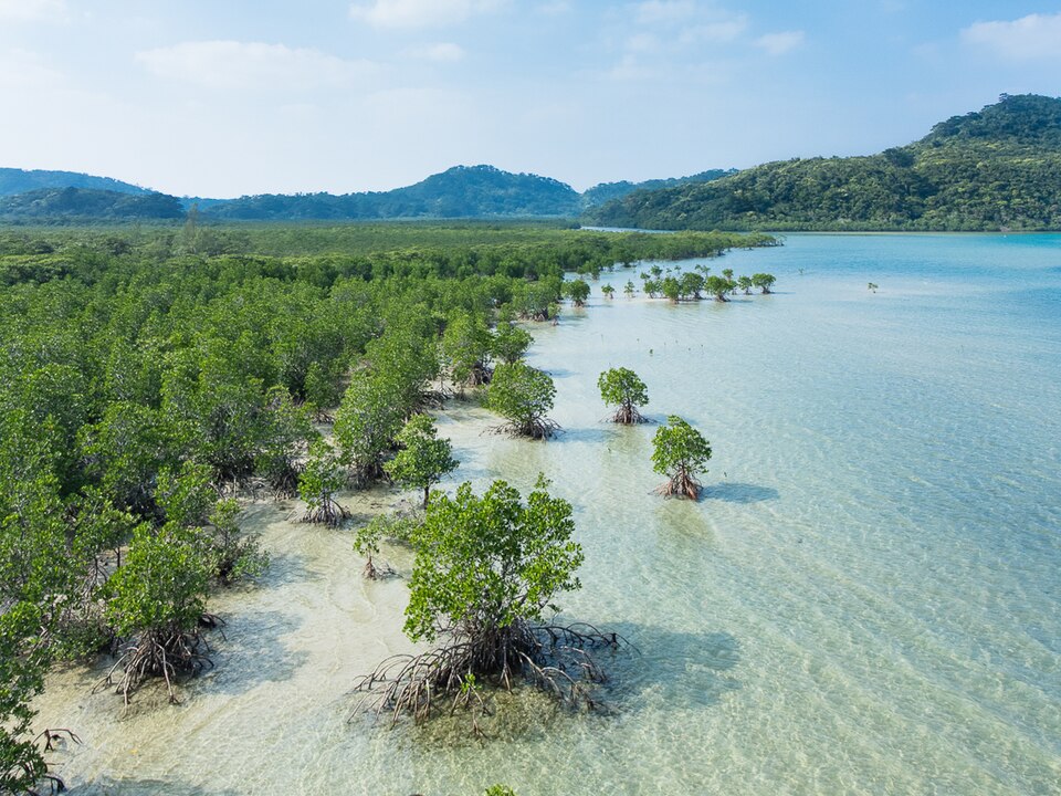 Urauchi River Cruise (Iriomote Island)