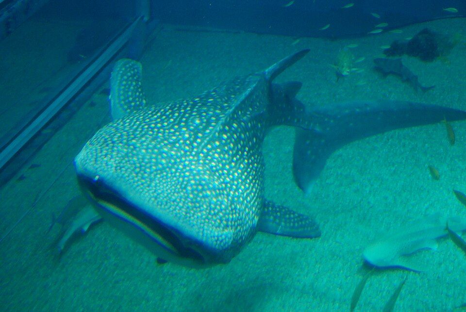 Acuario Kaiyukan de Osaka