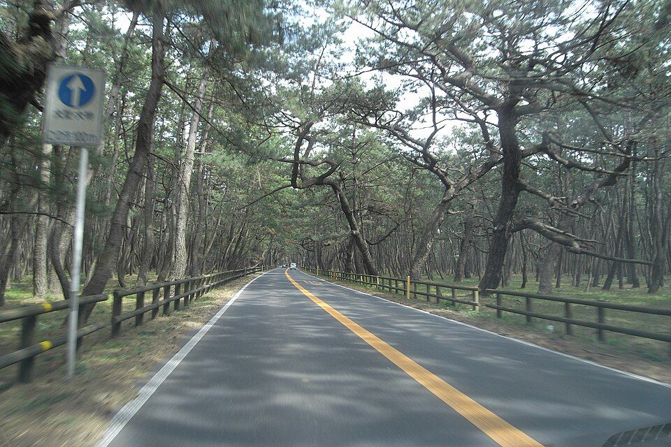 Niji-no-Matsubara Pine Grove
