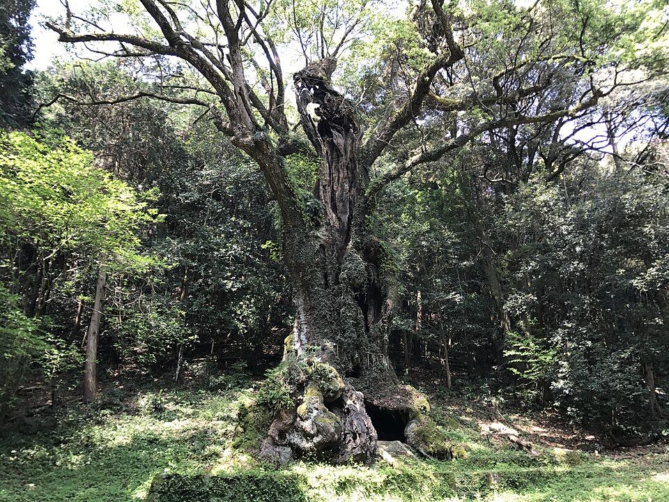 다케오 신사·다케오의 큰 녹나무