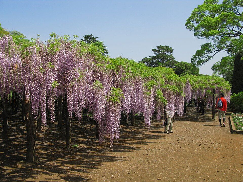 Glicina de Ushijima (Tokaen)