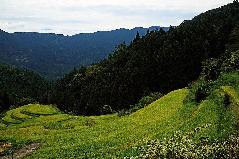 Terrazas de arroz de Kashihara