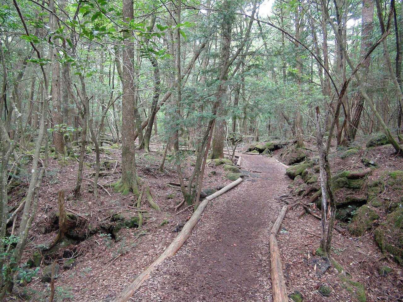青木原樹海